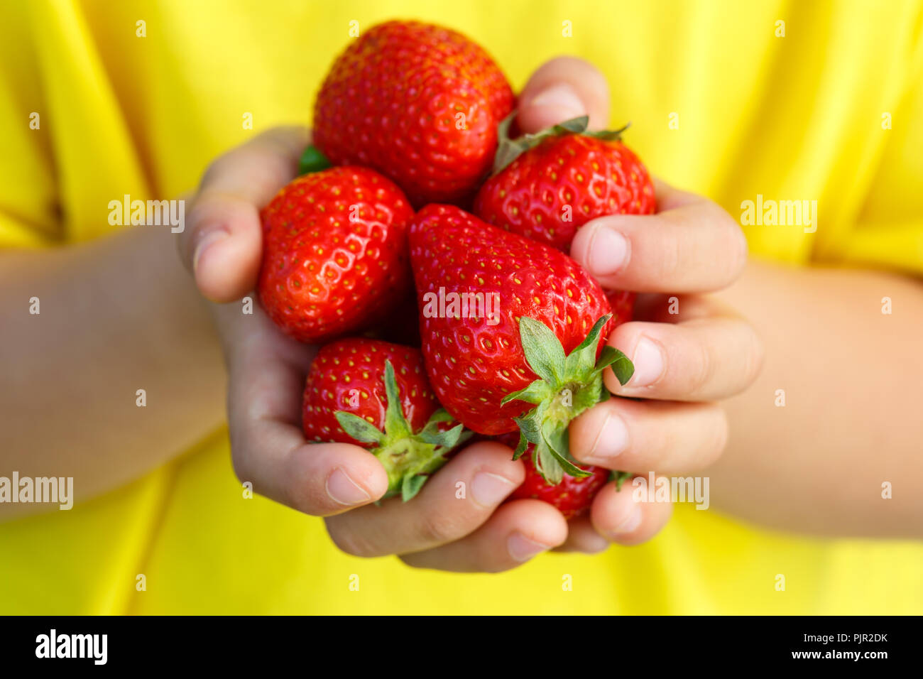 Petits fruits rouges fraises fruits d'été fruits fraise hands holding enfant petit garçon piscine Banque D'Images