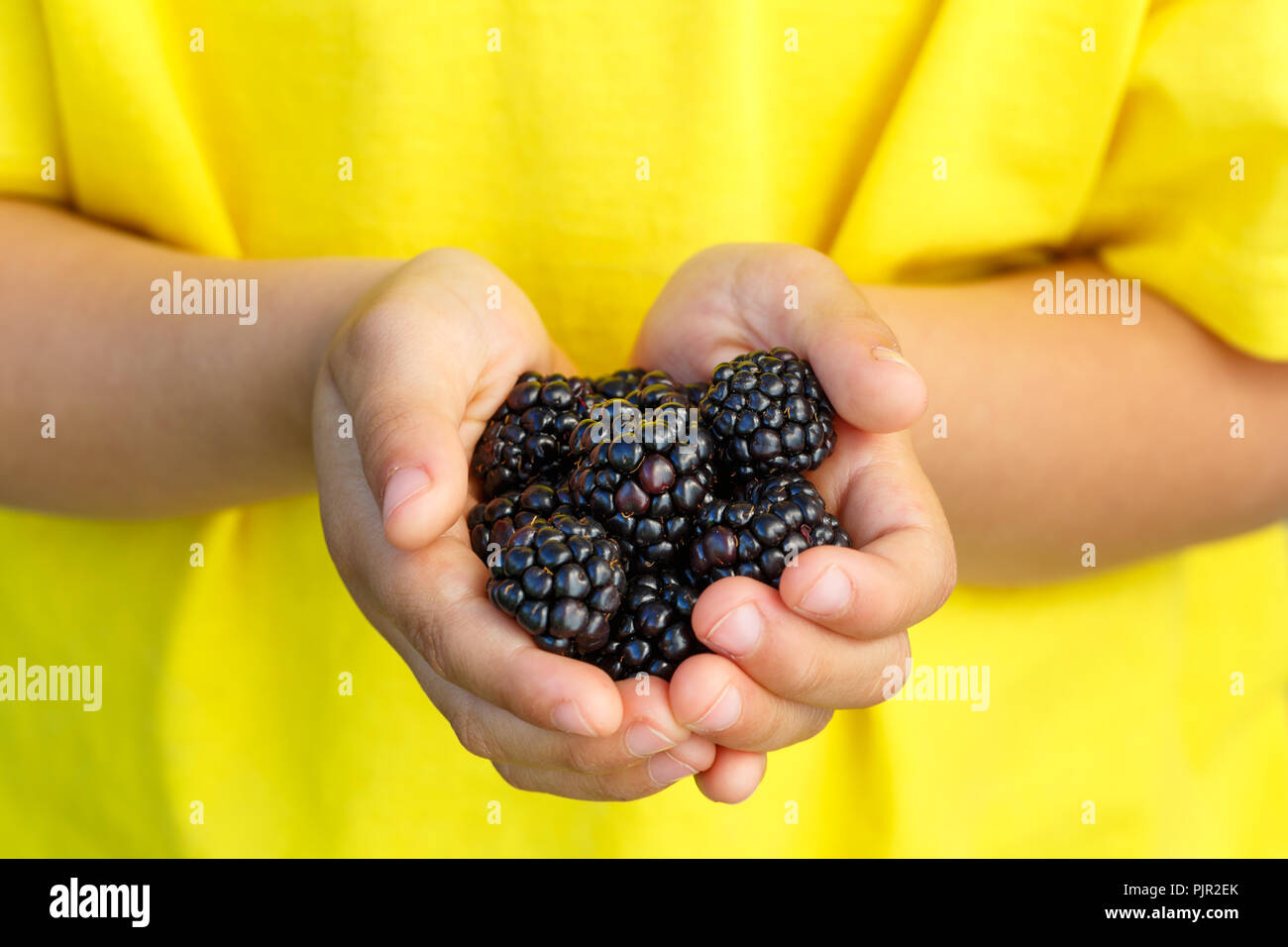 Des fruits à baies mûres blackberry fruits été hands holding enfant petit garçon piscine Banque D'Images
