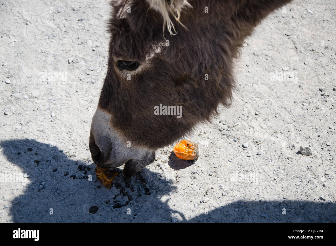Curieux de l'alimentation de l'âne de mandarine. Close-up portrait photo. Banque D'Images