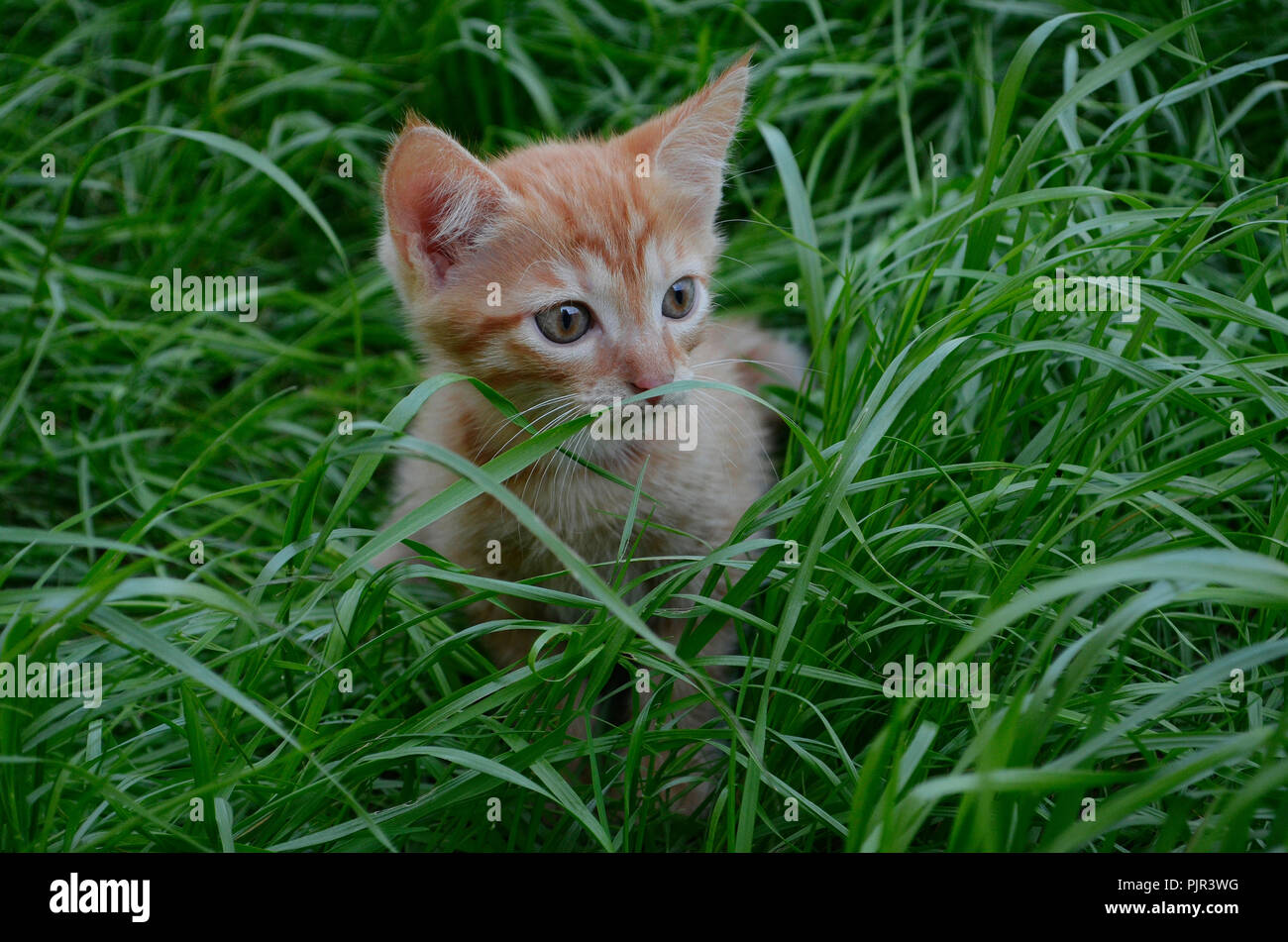Moelleux Orange chaton caché dans l'herbe verte sur une journée d'été. Gros gros yeux ronds l'air de l'avant Banque D'Images Moelleux Orange chaton caché dans l'herbe verte sur une journée d'été. Gros gros yeux ronds l'air de l'avant Banque D'Images