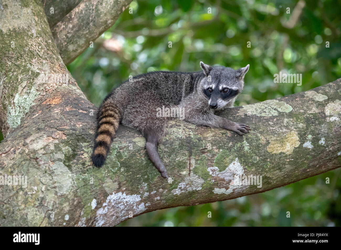 Le Raton laveur commun (Procyon lotor) au Costa Rica Banque D'Images