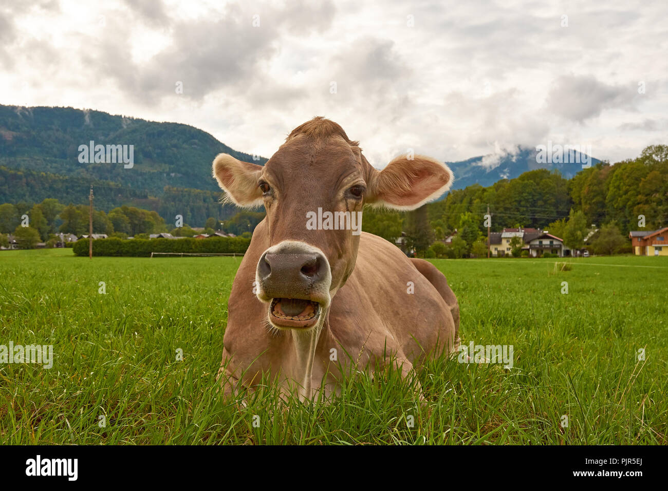 Vue rapprochée d'une vache dans les pâturages et l'herbe verte dans les Alpes en Autriche avec une forêt et village sur arrière-plan Banque D'Images