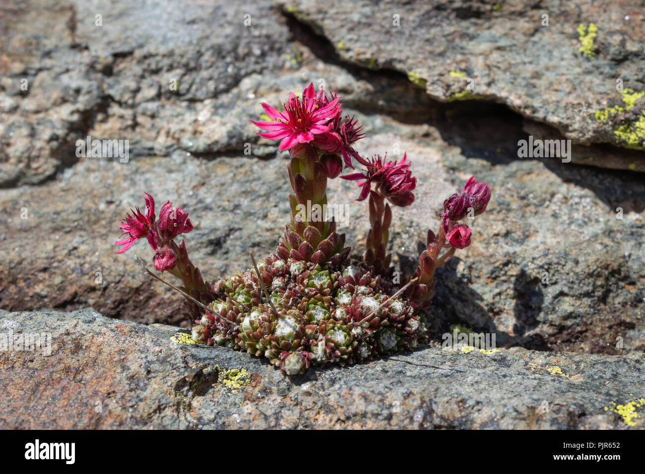 Sempervivum arachnoideum fleurs alpestres (cobweb houseleek) sur les roches. Plante succulente. Photo prise à une altitude de 2750 mètres. Banque D'Images