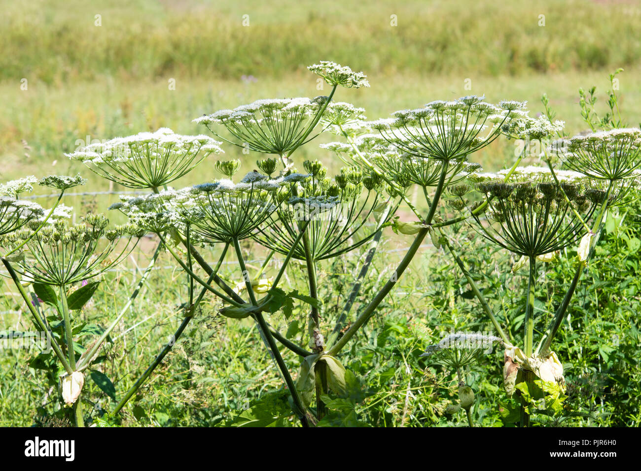 La berce du Caucase, une plante toxique qui provoque la formation de cloques sur les feuilles et