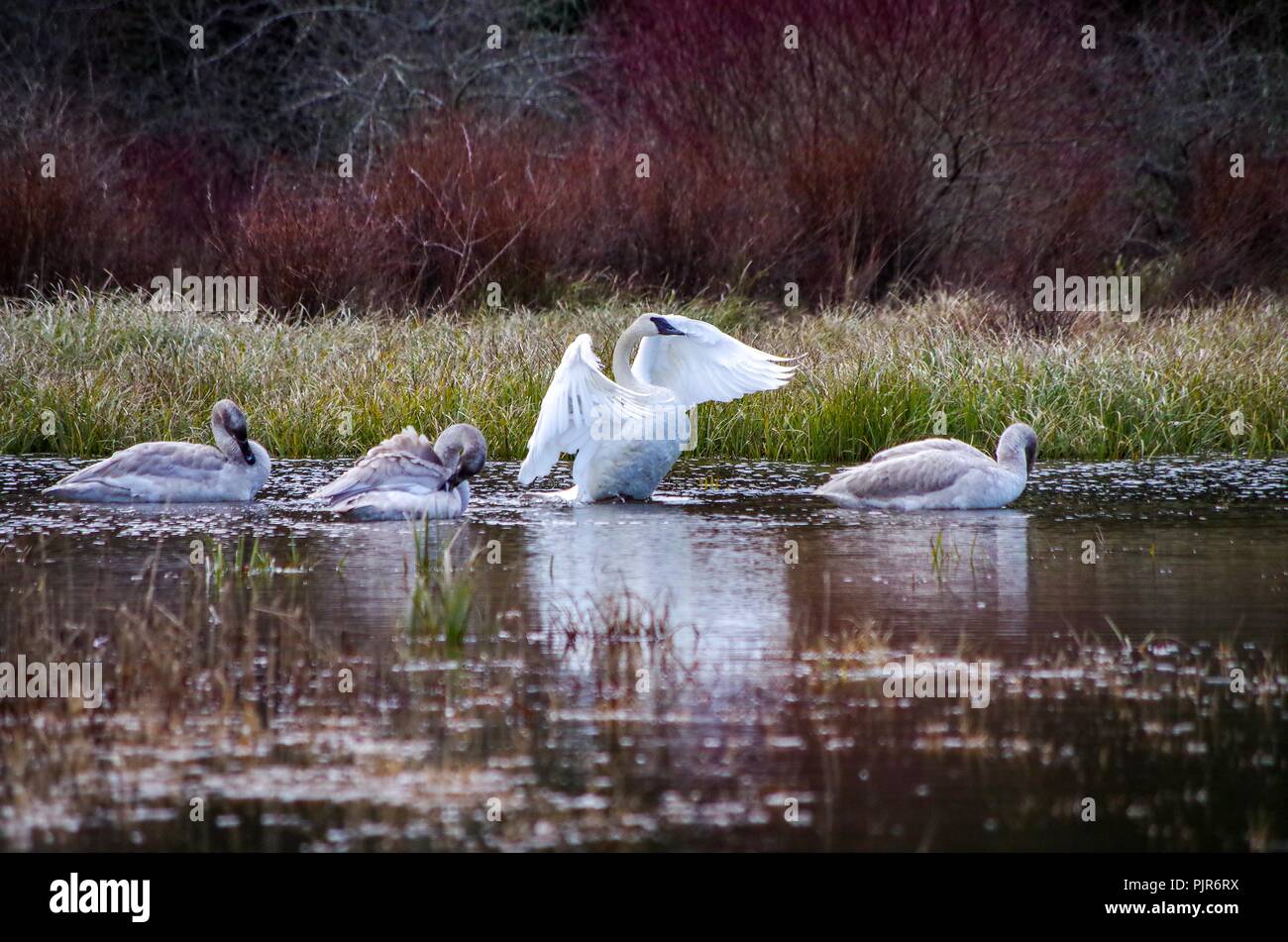 Famille Swan au point de saumon, Campbell River, BC, Canada Banque D'Images