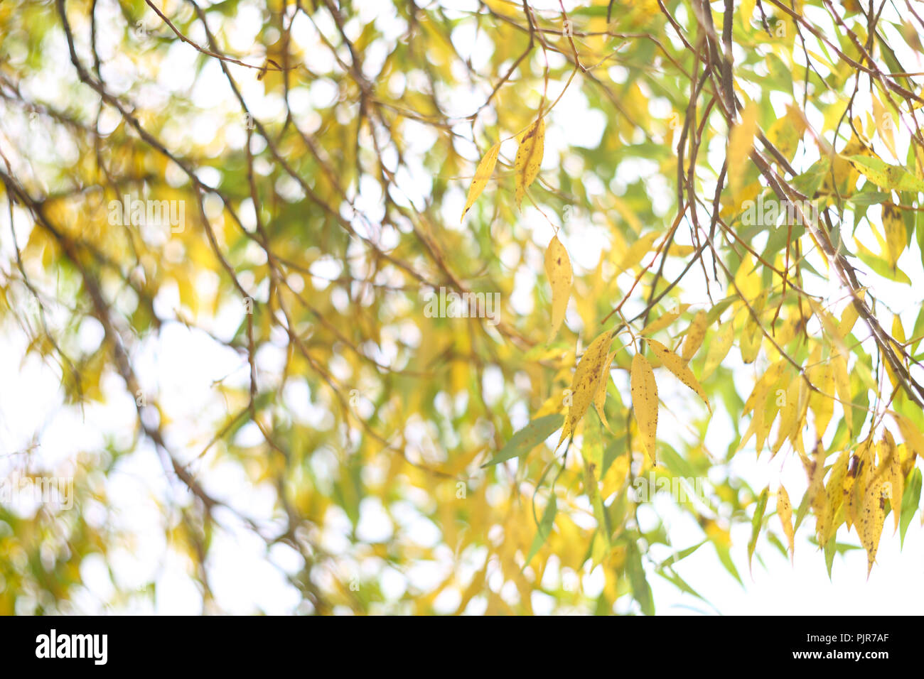 Willow Tree or jaune avec des feuilles en automne Banque D'Images