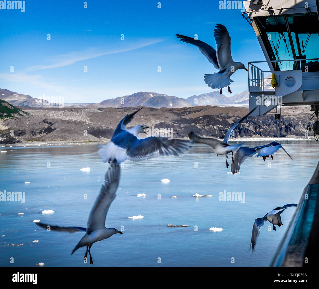 Ces mouettes volaient à côté de notre bateau de croisière alors que nous avons accosté il y a la recherche de nourriture. Banque D'Images