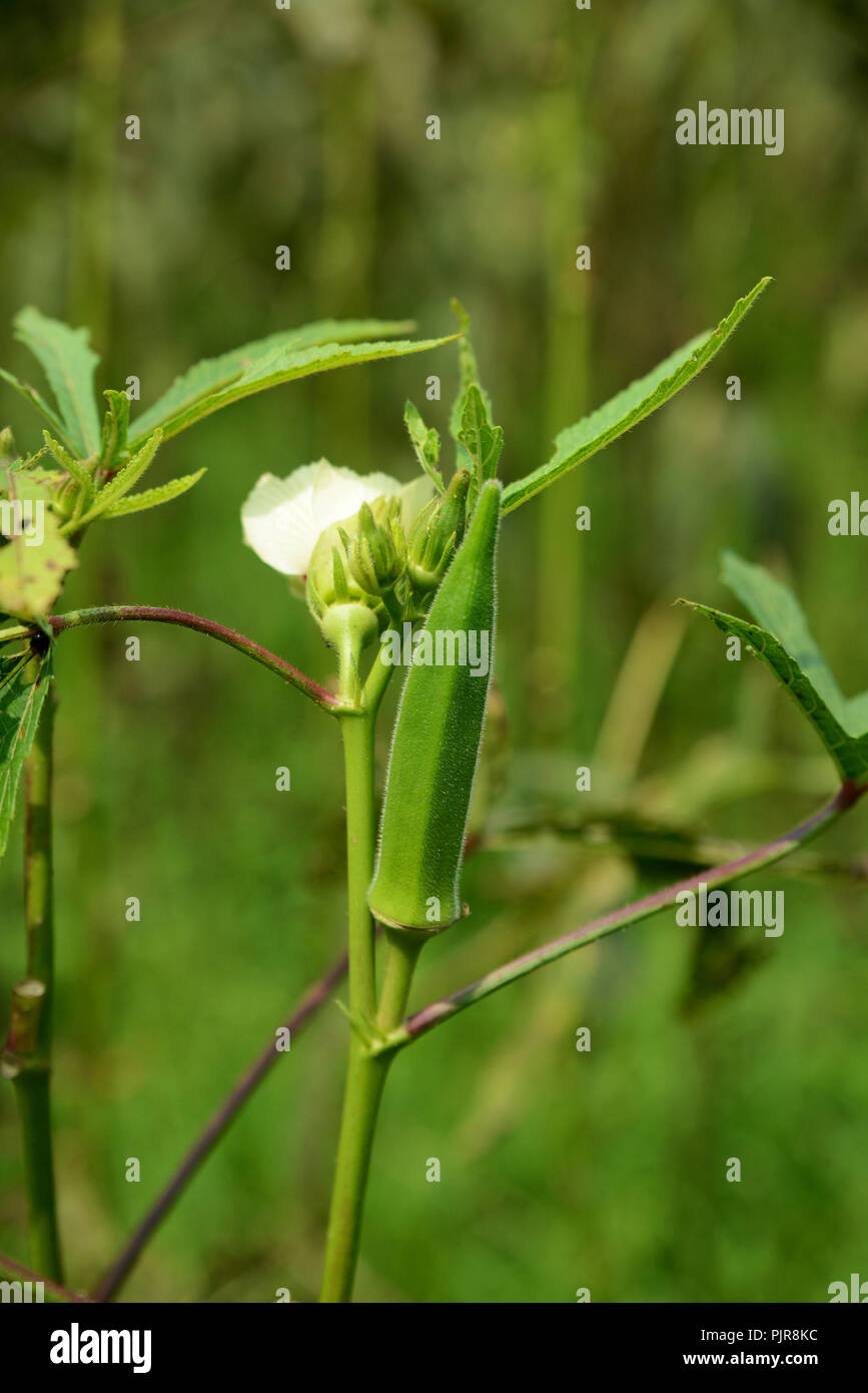 Ladyfinger croissant sur la plante (Abelmoschus esculentus) Banque D'Images