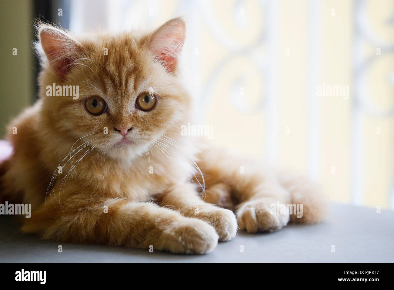 Chat Persan Bebe Selective Photo Stock Alamy