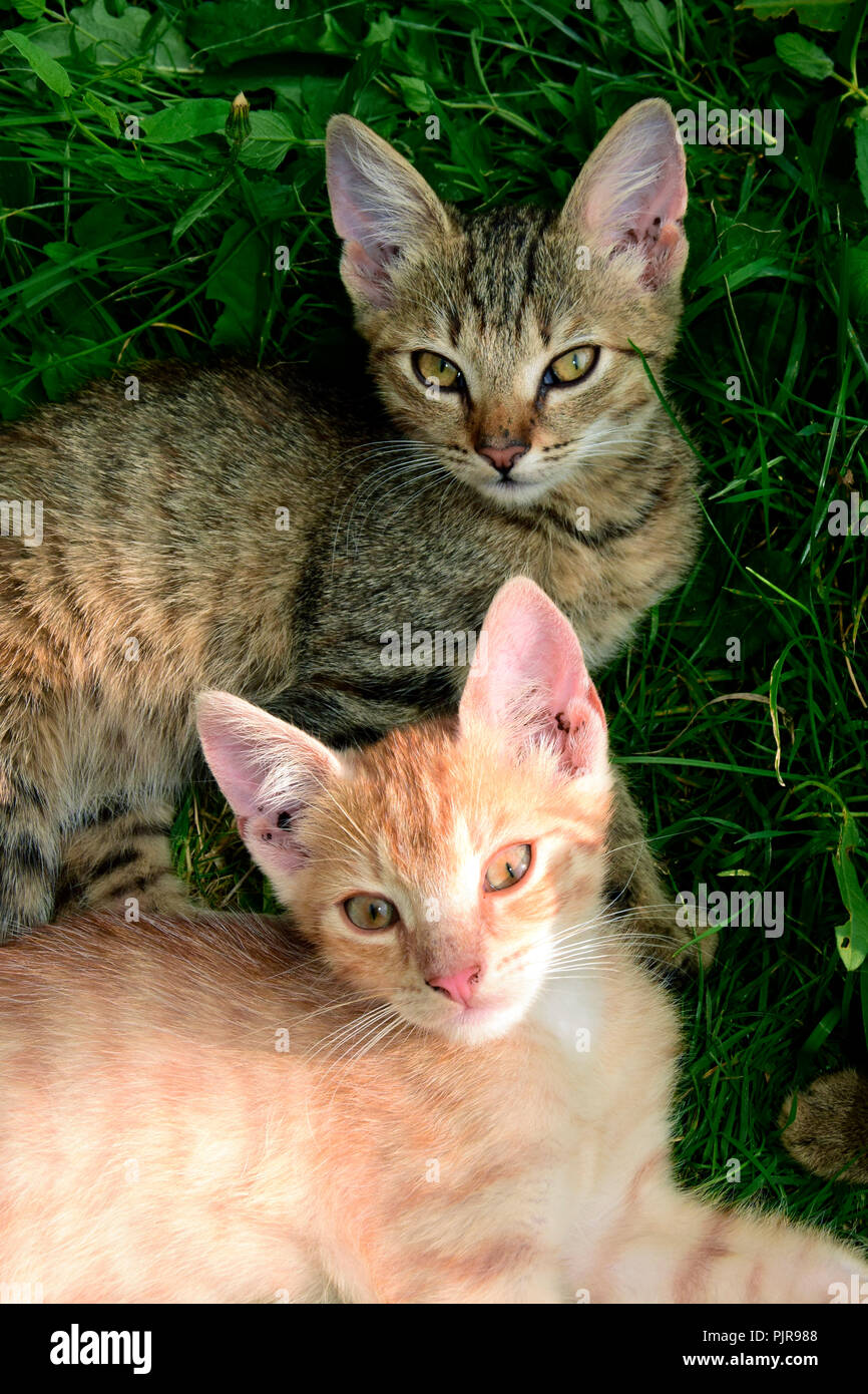 Un gris et une orange tabby kitten pose dans l'herbe et regardant vers le haut Banque D'Images