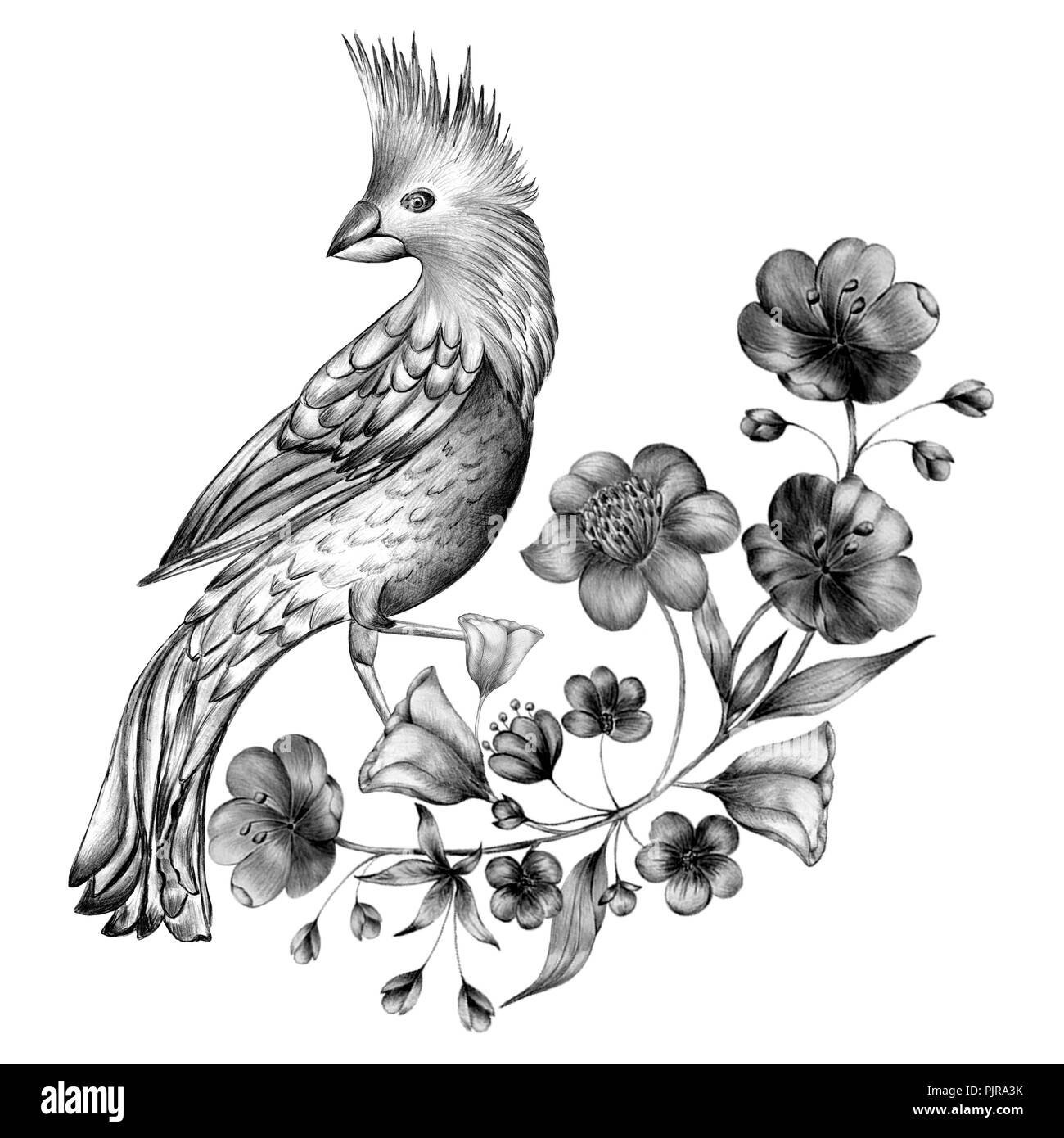 Les oiseaux du printemps fleurs assis sur les branches. Gravée linéaire l'art. Banque D'Images