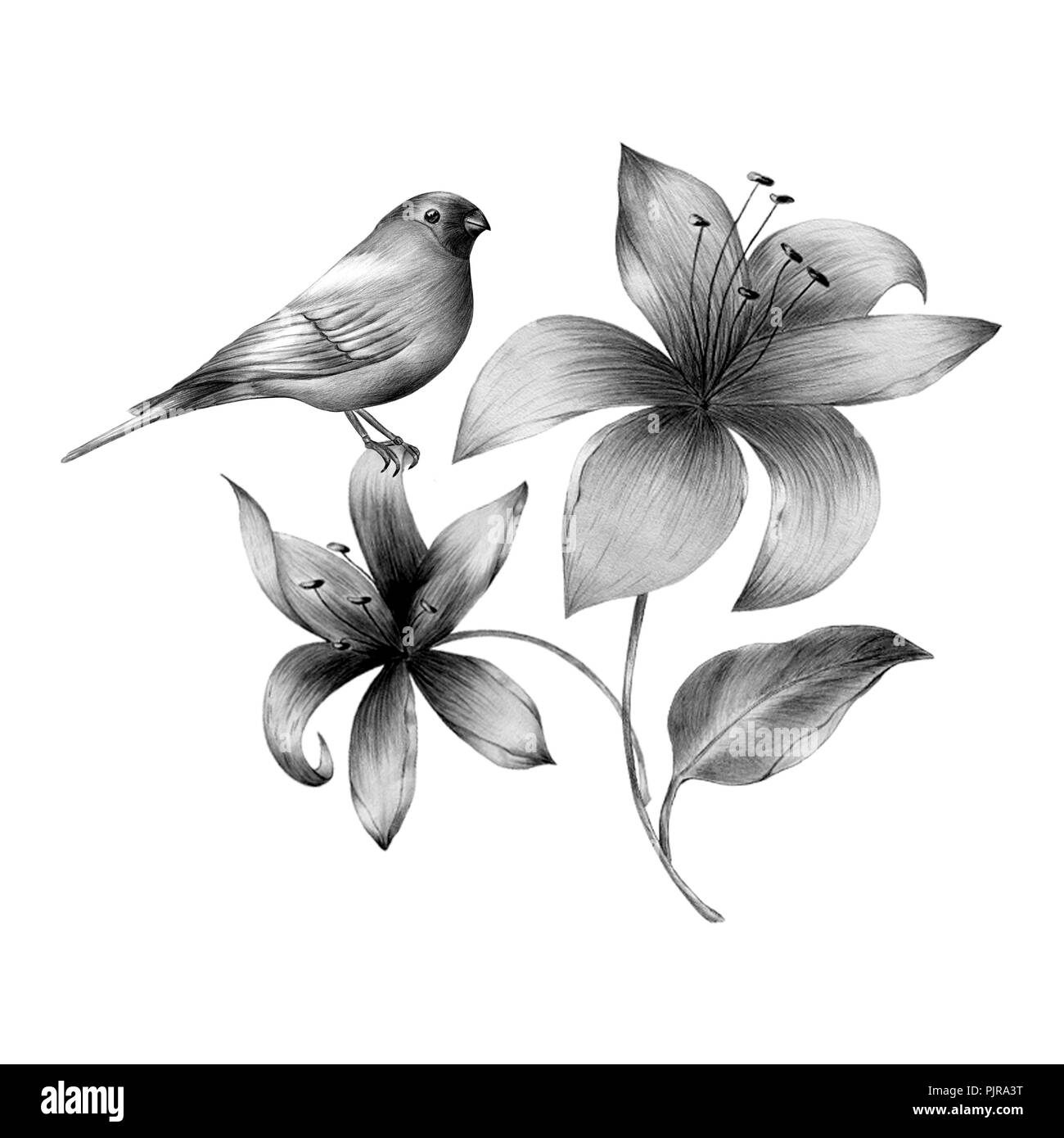 Les oiseaux du printemps fleurs assis sur les branches. Gravée linéaire l'art. Banque D'Images