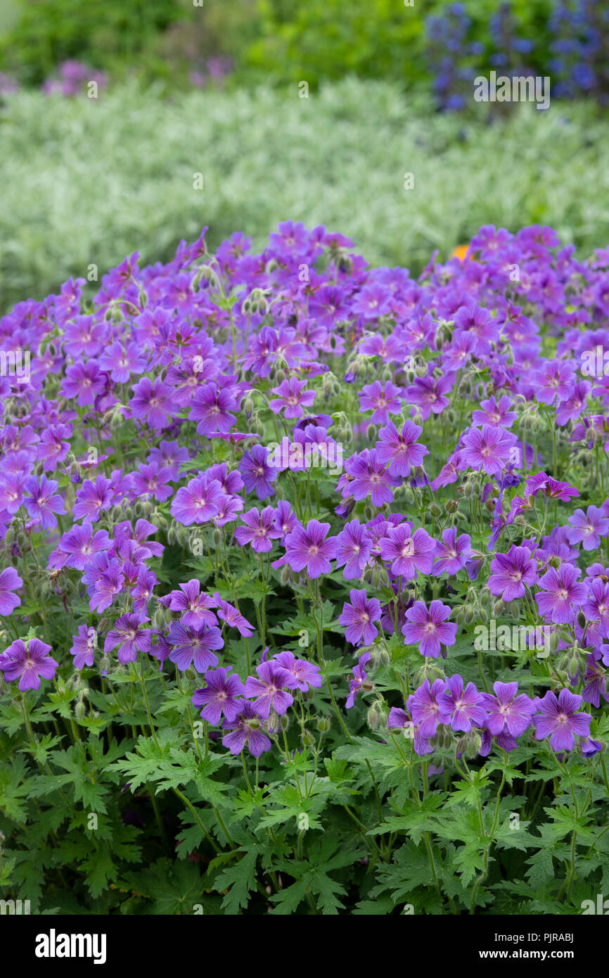 Geranium ibericum fleurs dans un jardin frontière. Géranium sanguin caucasien / géranium sanguin ibérique Banque D'Images