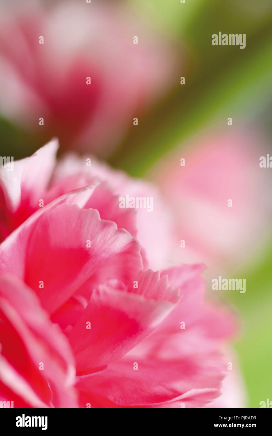 Gros plan du gillyflower ou abstraite fond rose et vert Banque D'Images