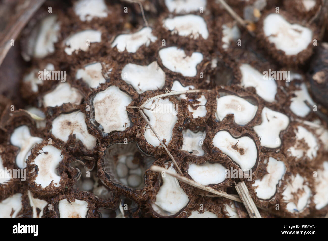 Cyathus striatus champignons sur les feuilles d'automne Banque D'Images
