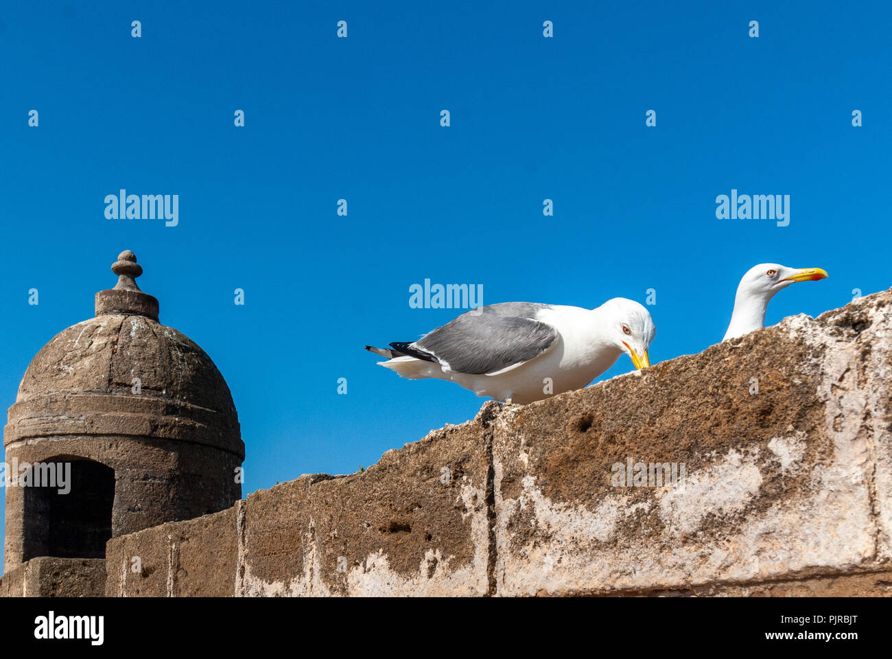 Deux mouettes sur le mur des remparts de la citadelle de Mogador à Essaouira, Maroc Banque D'Images