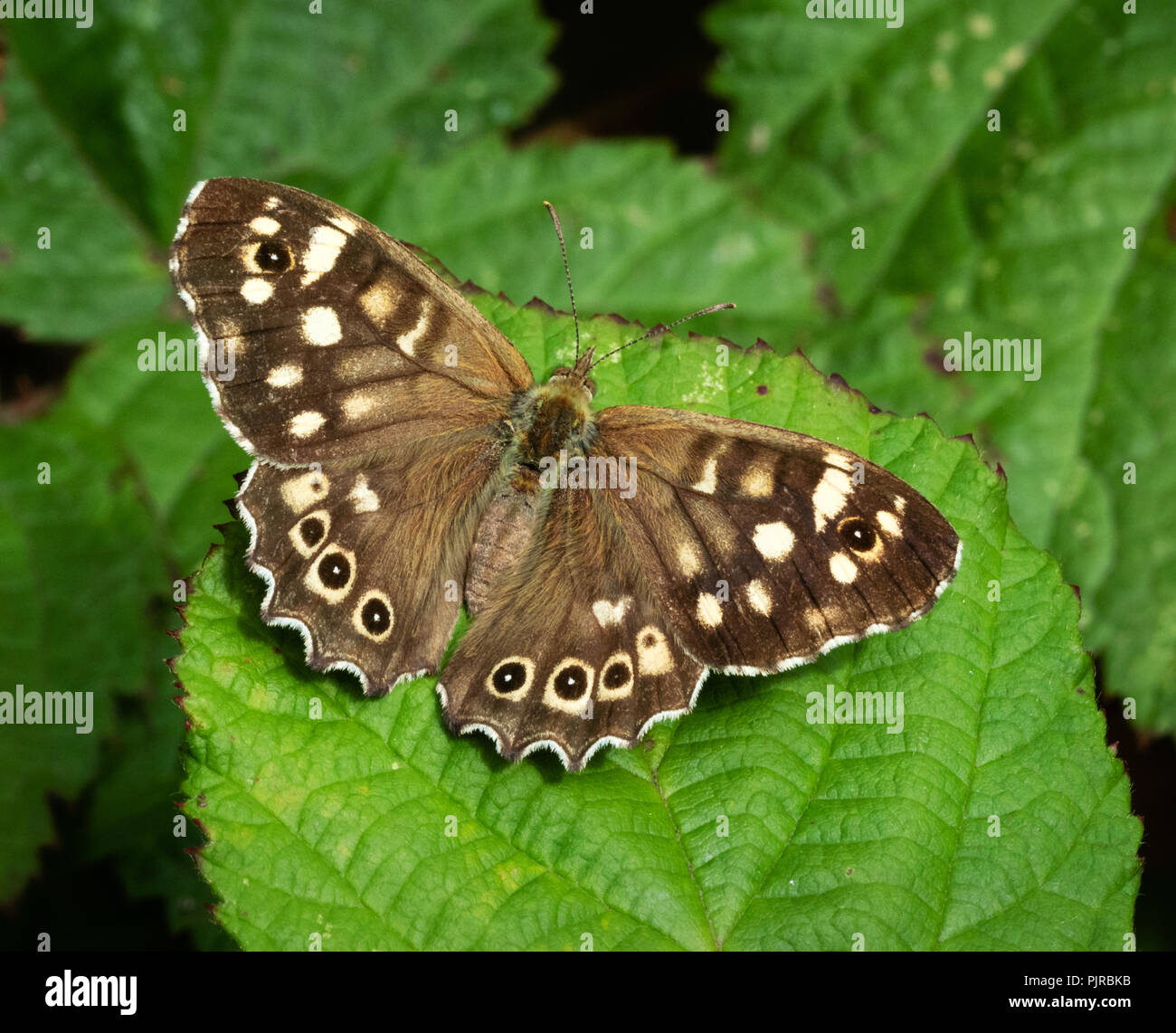 Imago de l'omble de papillon bois Pararge aegiria au repos sur bramble leaf - brown UK form Banque D'Images
