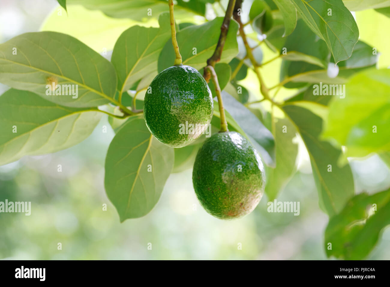 Fruits d'avocat (Persea americana) sur la branche d'arbre Banque D'Images