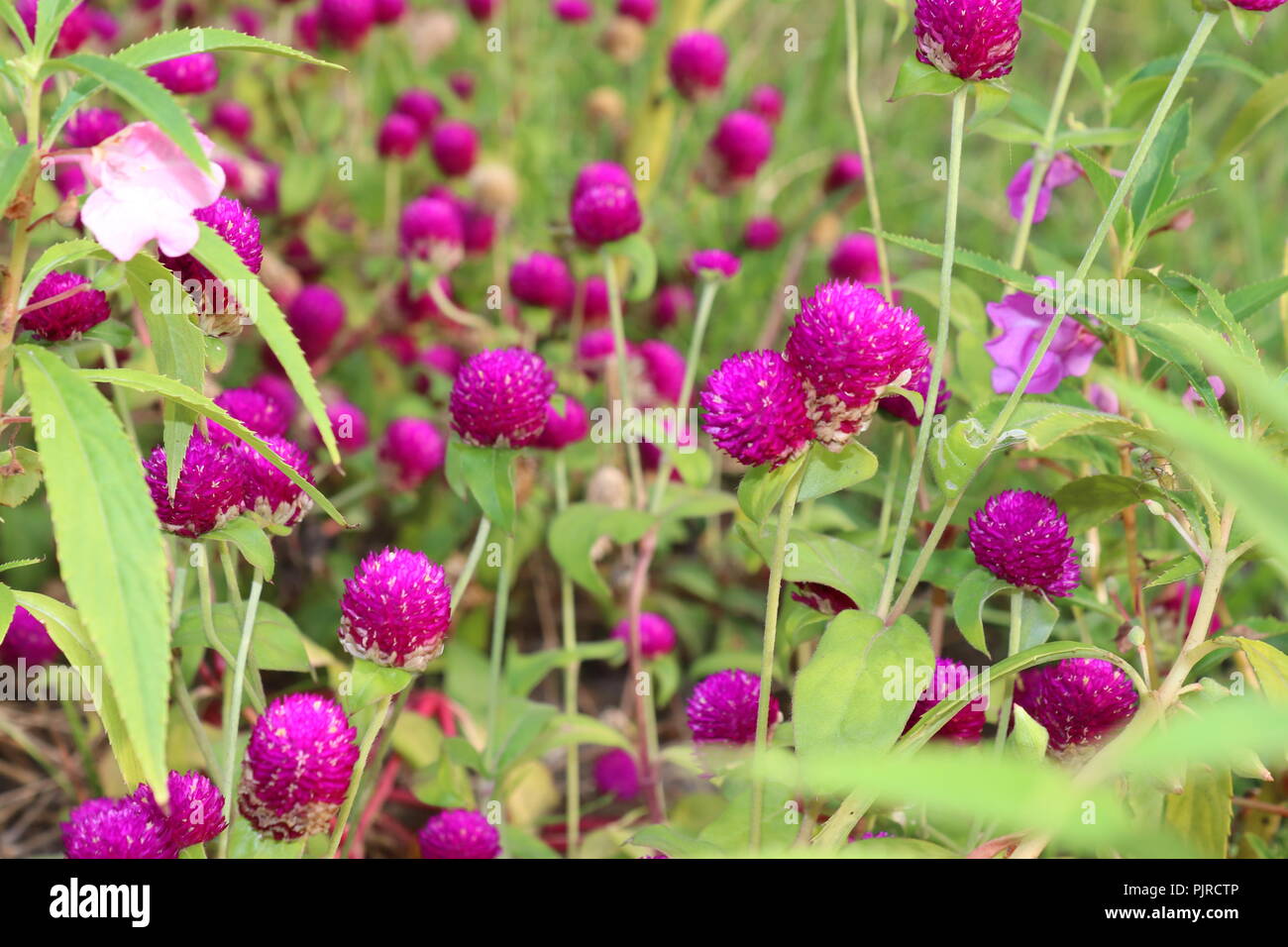 Fleurs violettes d'Allium qui poussent dans le jardin.fleurs violettes et  violettes d'oignon géant comme une boule. Allium giganteum Photo Stock -  Alamy
