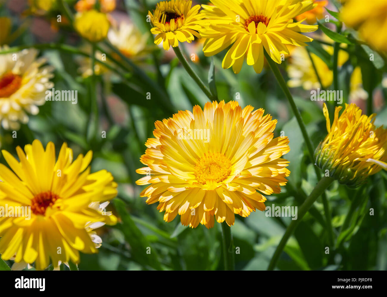 Libre tourné en fleurs fleur de chrysanthème jaune. Banque D'Images