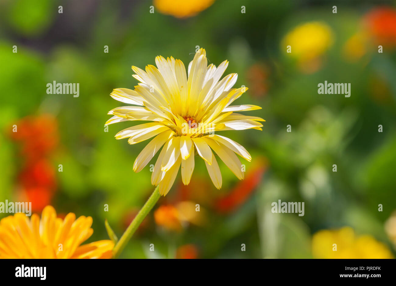 Libre tourné en fleurs fleur de chrysanthème jaune. Banque D'Images