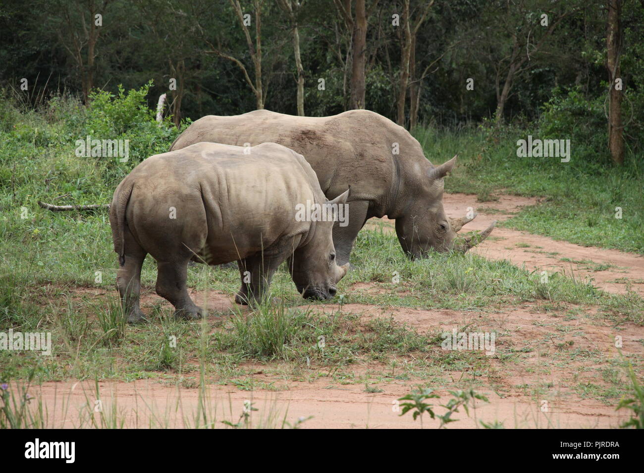 Une femelle rhinocéros blanc du Sud avec son petit pâturage au Ziwa, basé à Rhino & Wildlife Ranch, Ouganda, Nakasongola Banque D'Images