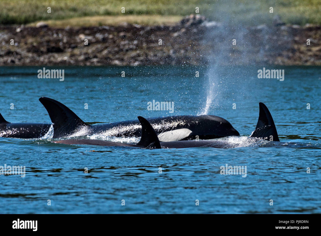 Un groupe d'orques sauvages dans l'alimentation transitoire Wrangell Narrows off Frederick Sound dans l'île de Saint-Pétersbourg, en Alaska. Les orques aussi connu comme les orques sont les plus grands membres de la famille des dauphins et fréquente les eaux riches de l'Frederick Sound pendant les mois d'été. Banque D'Images