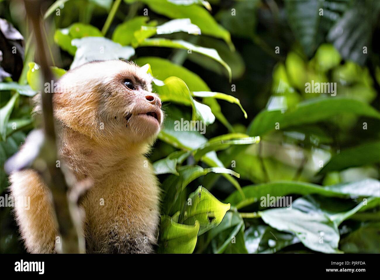 Prises pour saisir des expressions plus réfléchi sur ce singe espiègle très autrement à Manuel Antonio. Banque D'Images