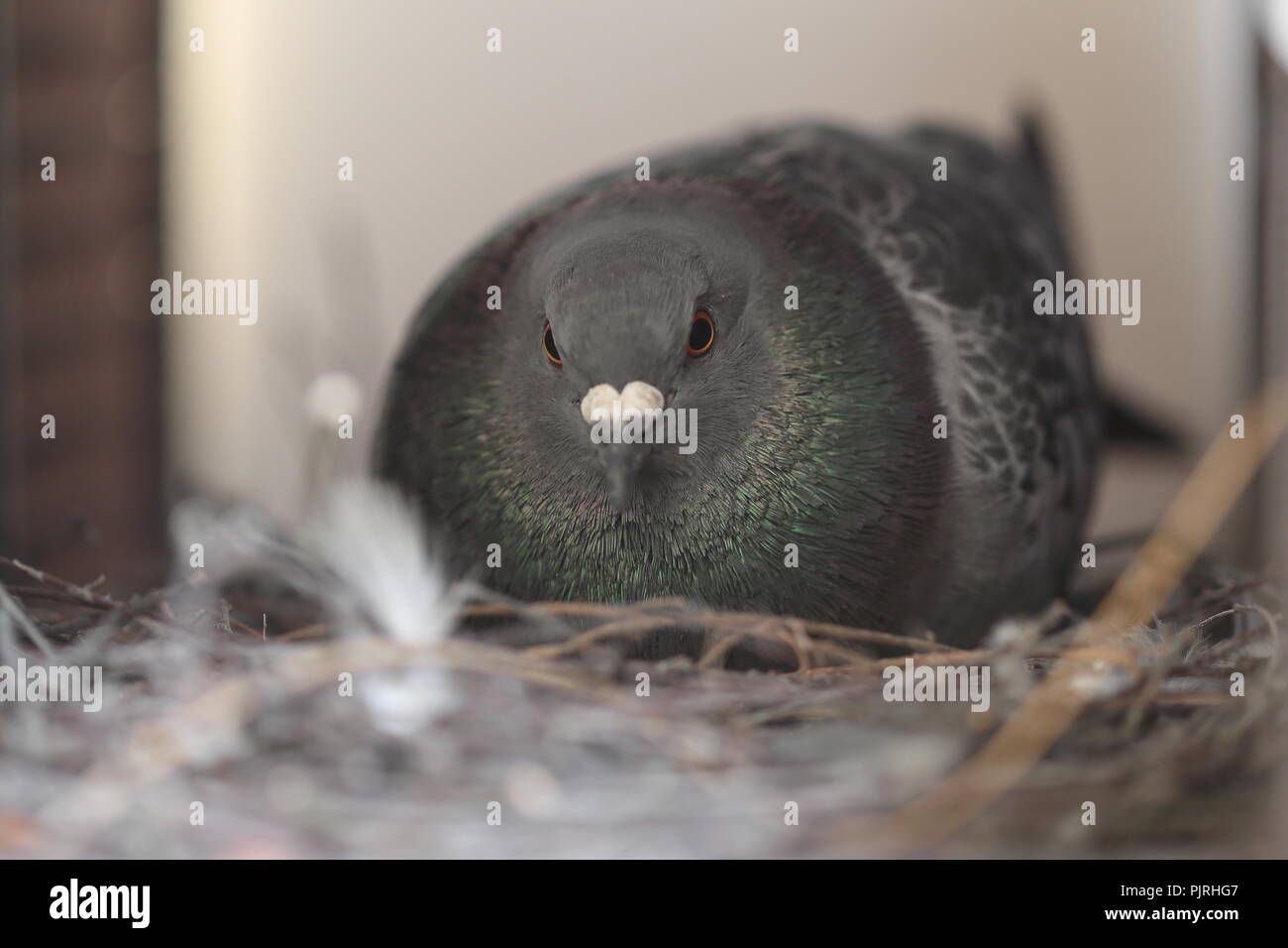 Un pigeon colombe ville est assis sur son nid Banque D'Images
