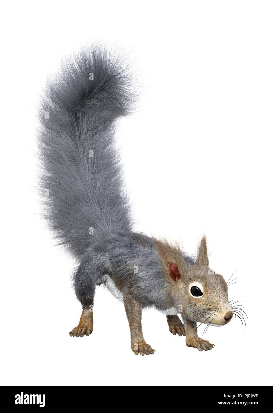 Le rendu 3D d'un écureuil gris isolé sur fond blanc Banque D'Images