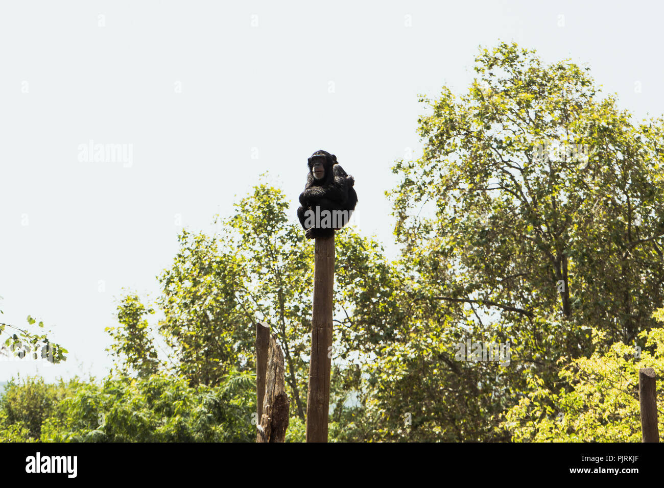 Singe sur un arbre Banque D'Images