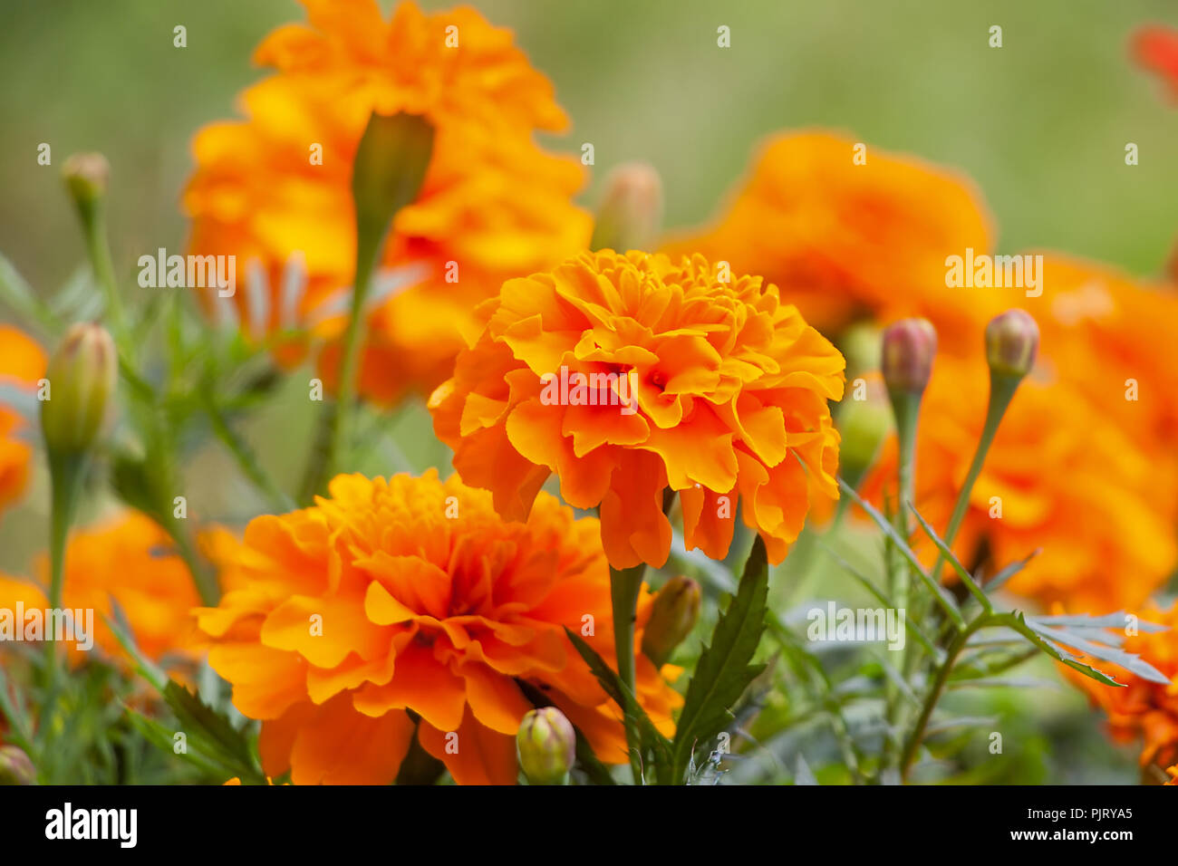 Domaine de l'orange-rouge fleurs de souci. Image en arrière-plan Banque D'Images