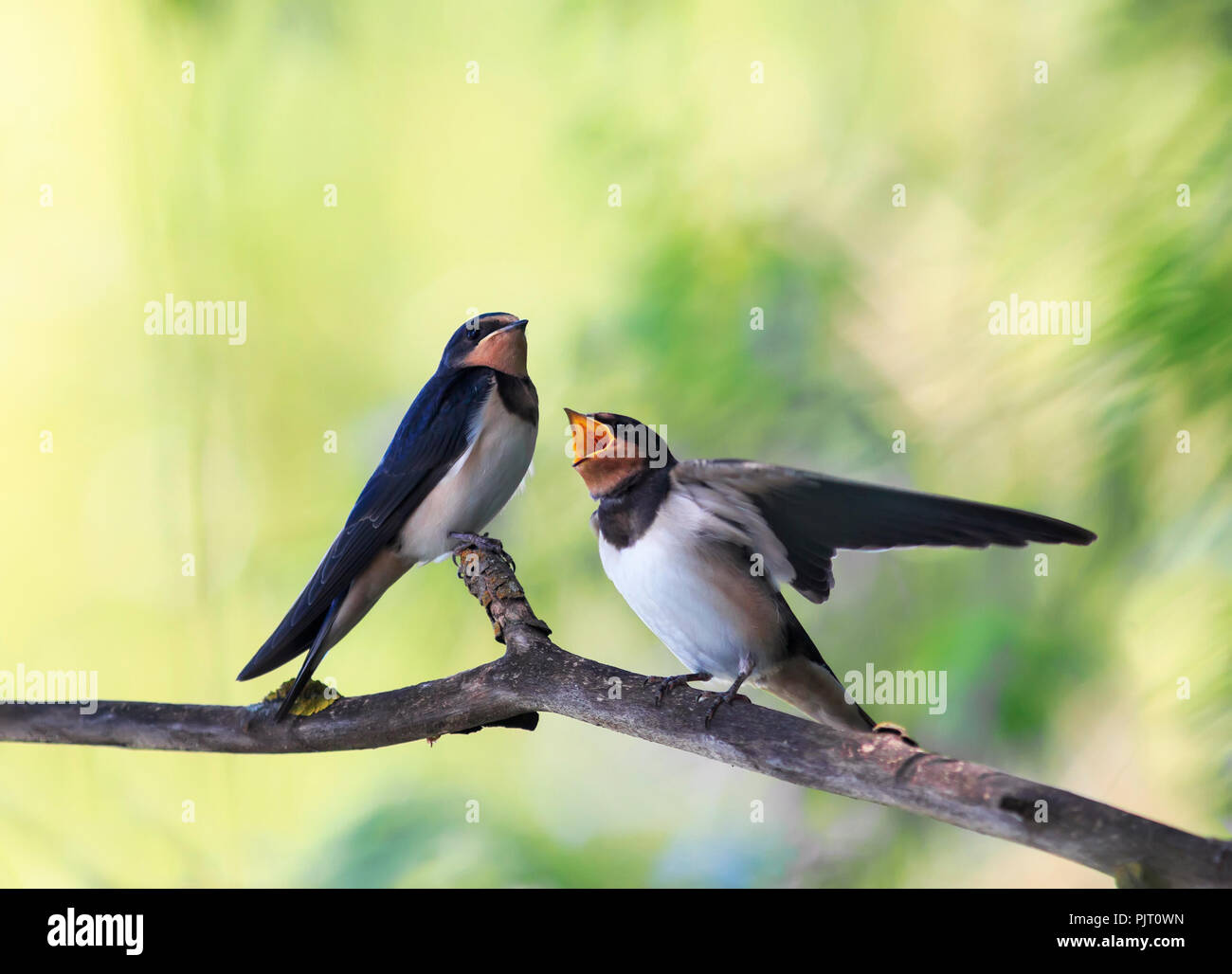 Petite faim poussins village oiseaux hirondelles s'asseoir sur le gel sur un réservoir et découvert leur petit bec en prévision de l'alimentation et de l'année parents-ol Banque D'Images