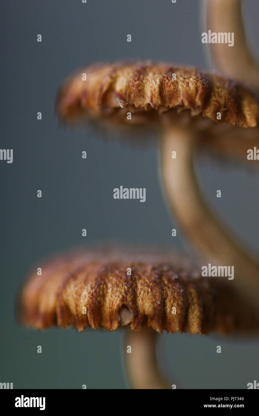 De champignons macro shot sur un fond bleu dans selective focus Banque D'Images