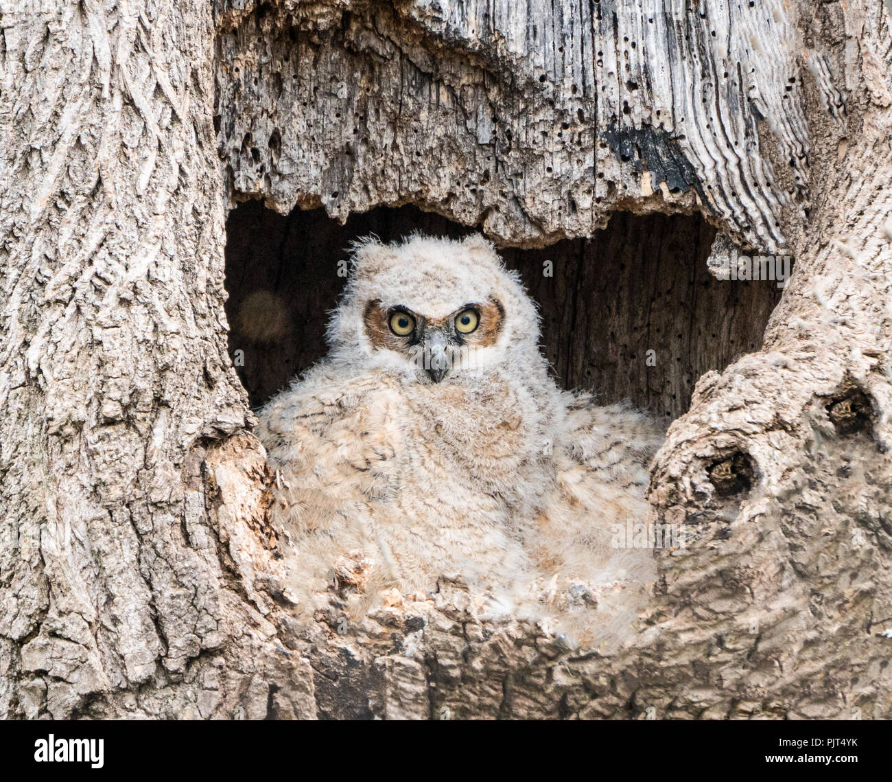 Jeune grand-duc d'Amérique (Bubo virginianus) assis dans le creux de l'arbre mère attendant owl à revenir à leur nid. Banque D'Images