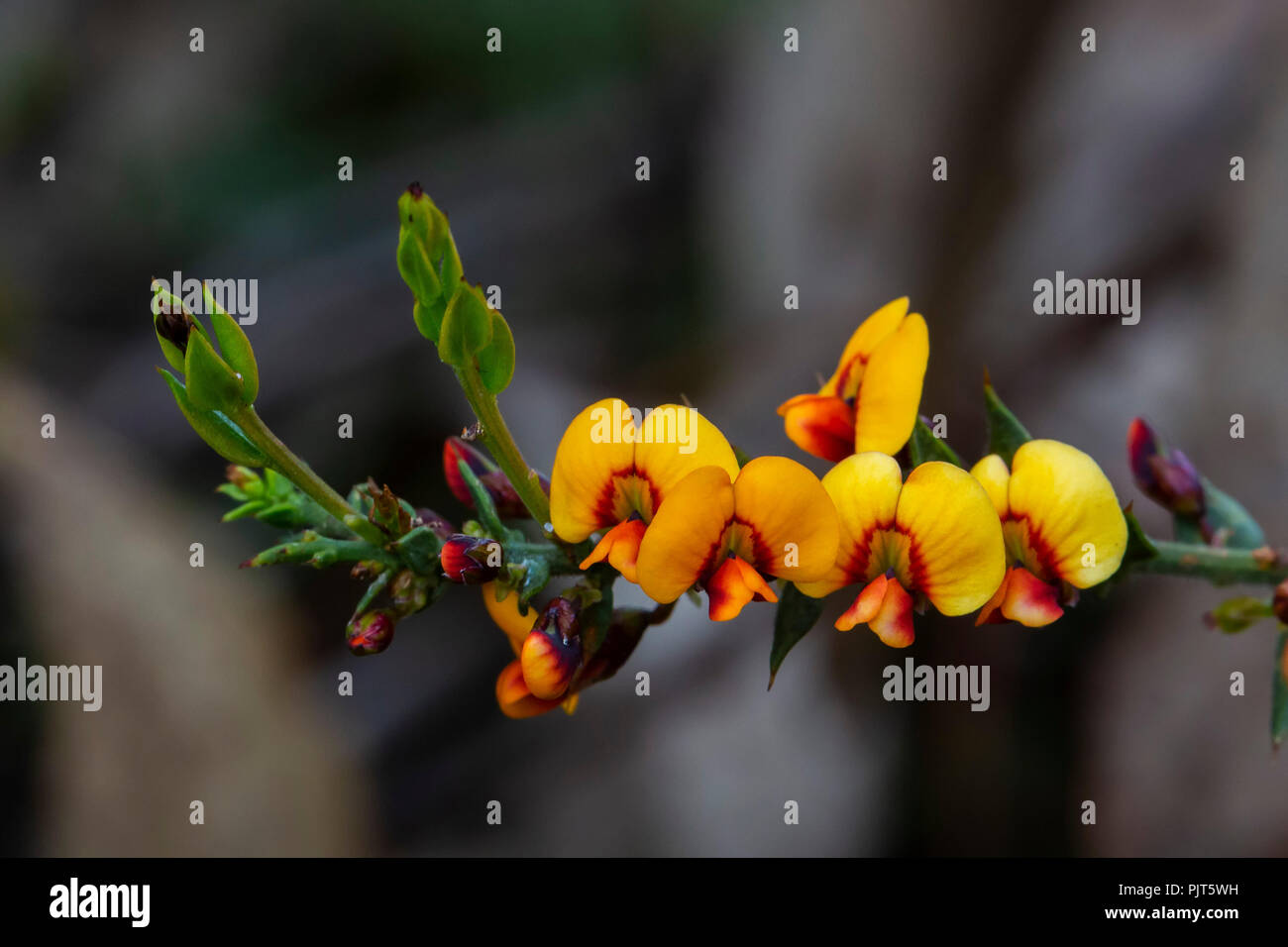 La fleur de l'ajonc d'amère-pea (Dalviesia ulicifolia arbuste) Banque D'Images