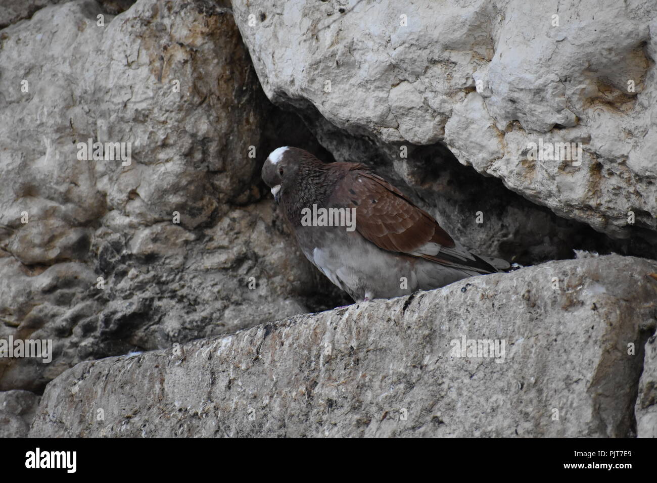 Brown Pigeon dans mur ouest suceur plat Banque D'Images