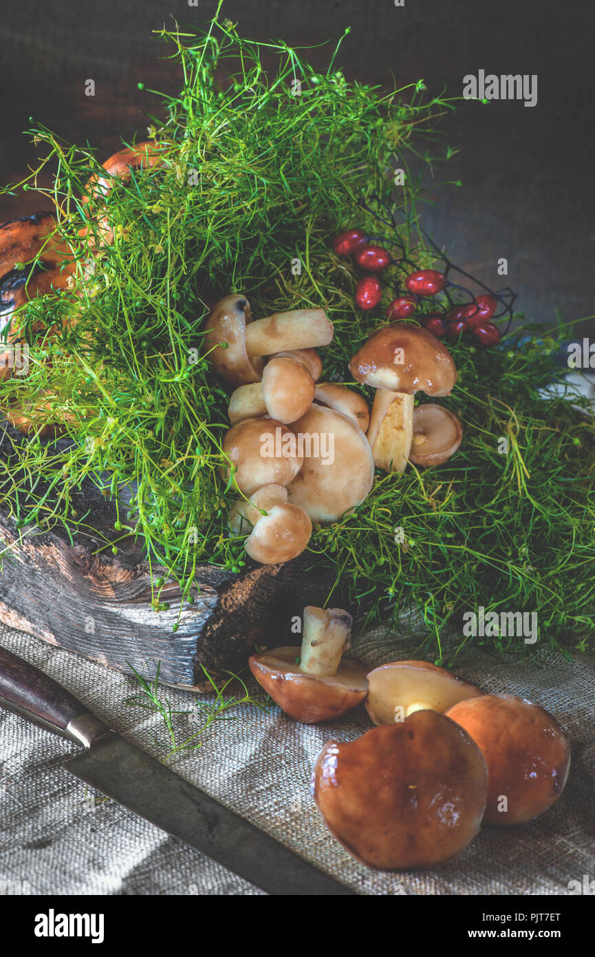 La récolte de champignons en été sur la table. Banque D'Images
