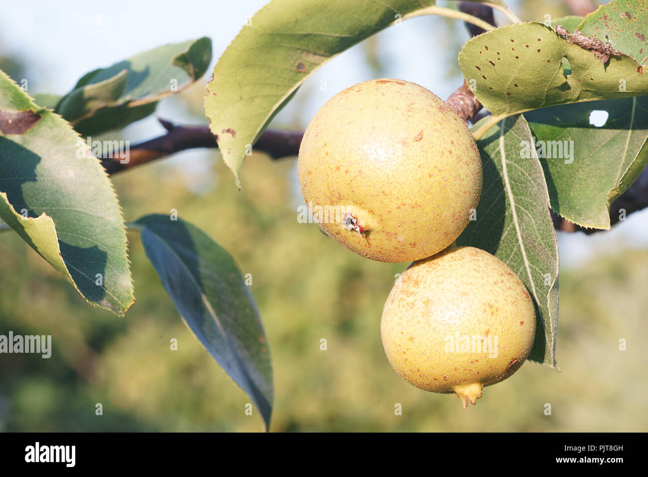 Fruit de coing - cydonia Banque D'Images