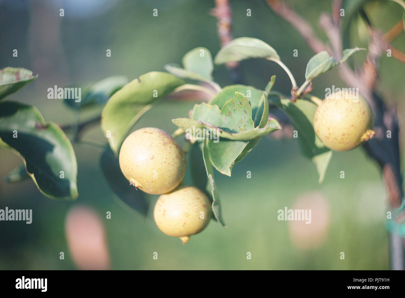 Fruit de coing - cydonia Banque D'Images