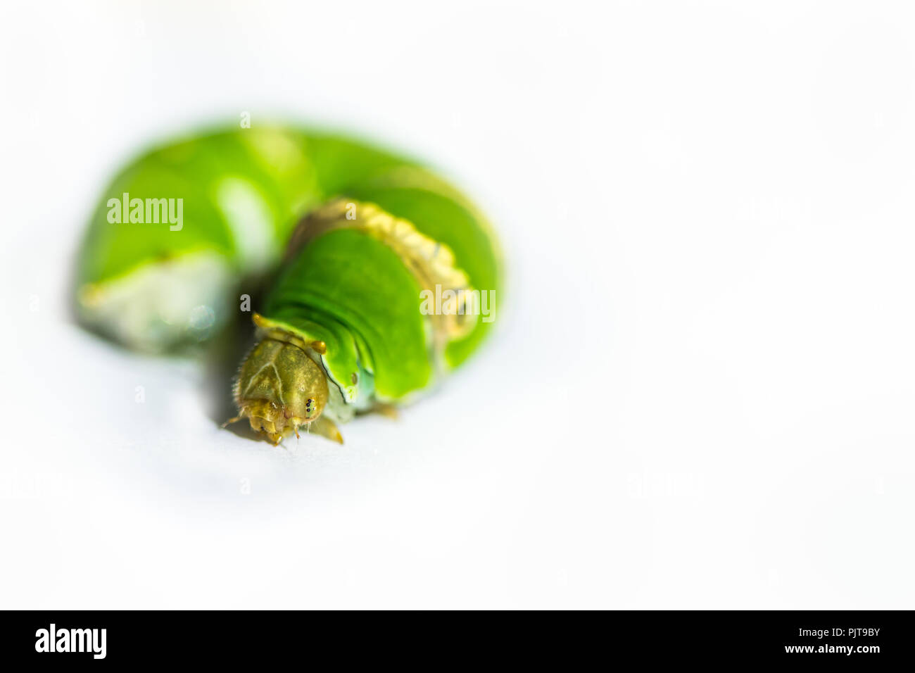 Worm Caterpillar vert sur fond blanc close up Banque D'Images