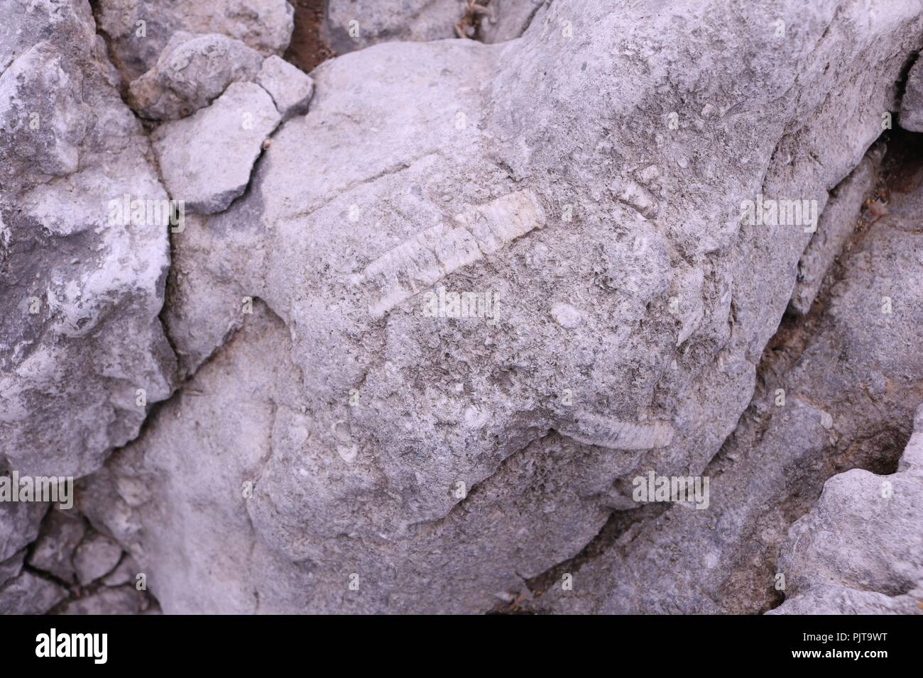 Osselets dans du calcaire à crinoïdes Fenit, Irlande Banque D'Images
