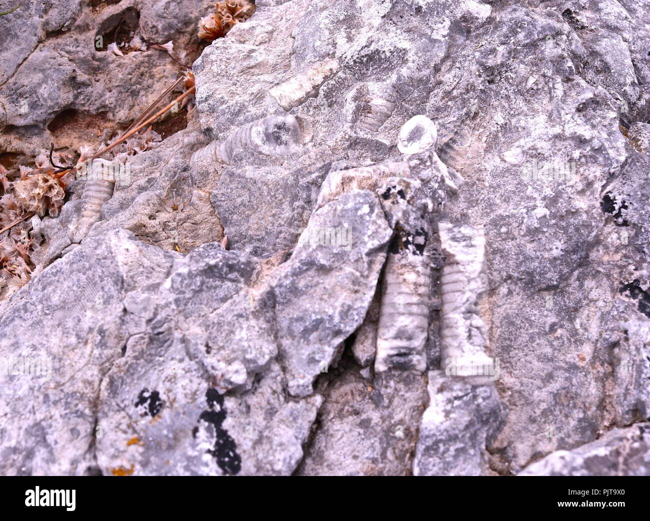 Osselets dans du calcaire à crinoïdes Fenit, Irlande Banque D'Images