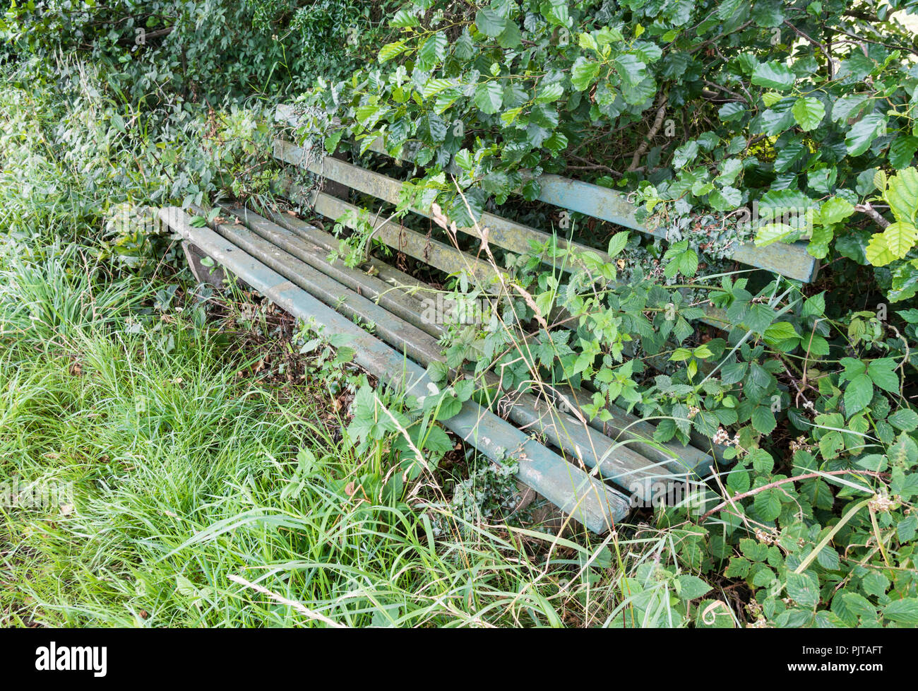 Banc sur sentier envahi par la campagne. UK Banque D'Images