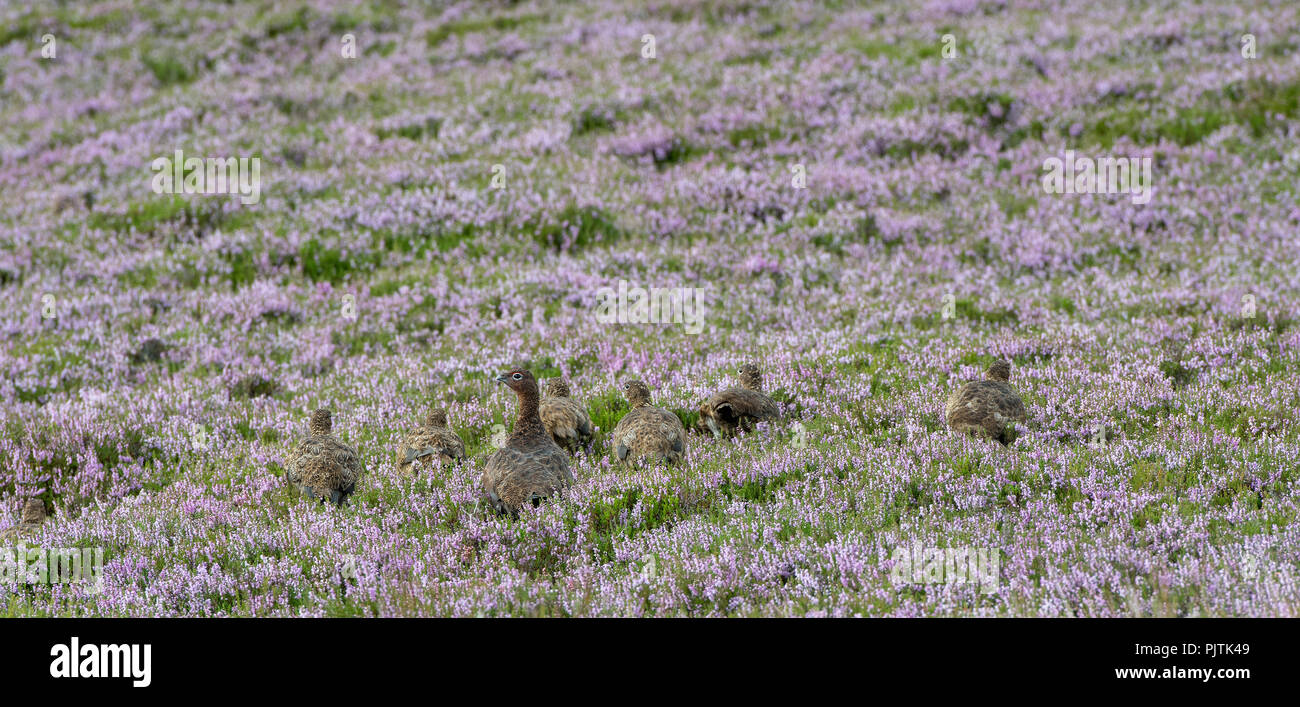 Le Lagopède des saules, Lagopus lagopus scotica, avec une couvée de poussins sur une lande de bruyère, North Yorkshire, UK. Banque D'Images