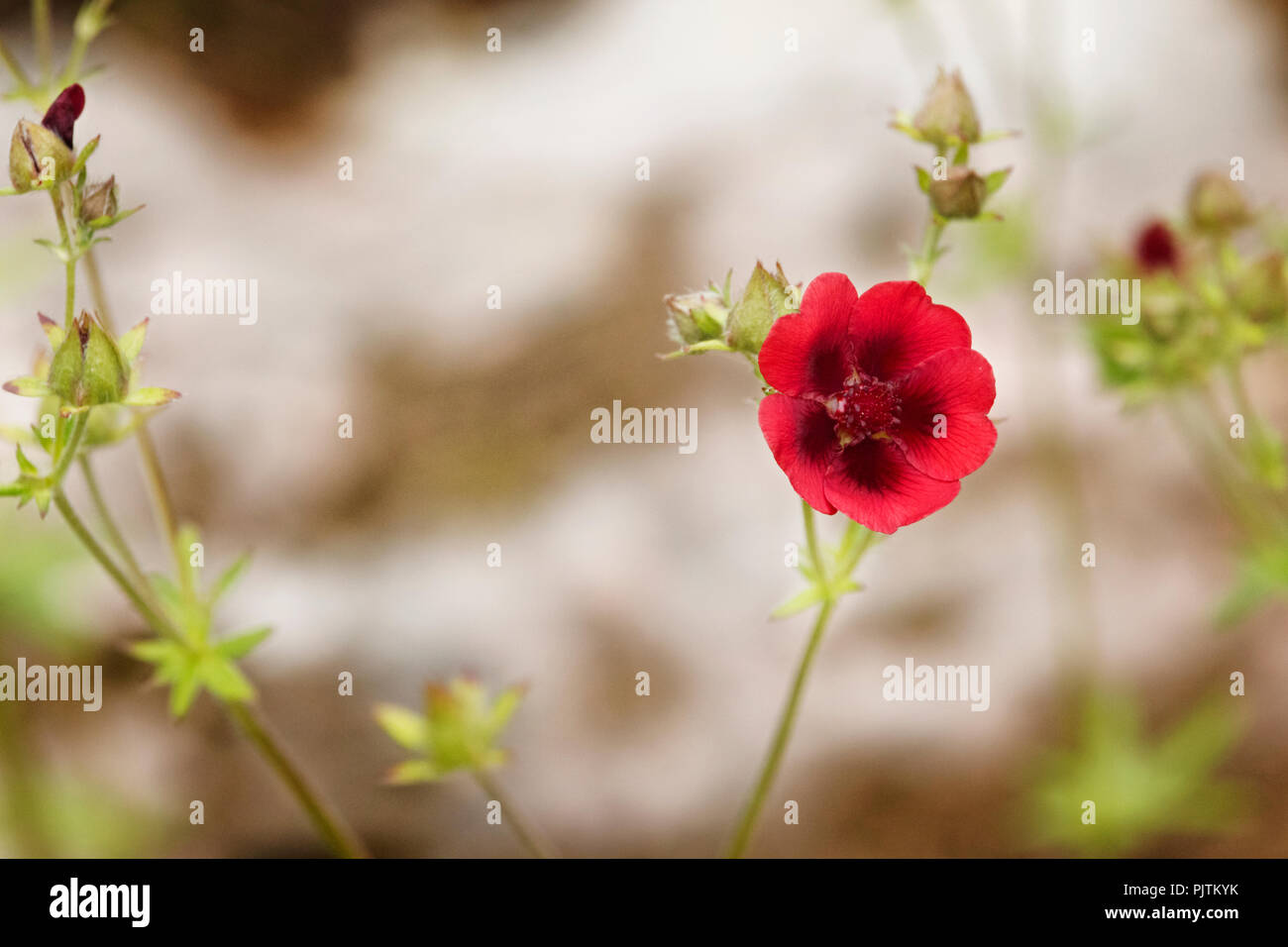 Une belle fleur rouge de Potentilla ou velours du monarque, une petite fleur  sur une longue tige , couleur rouge pétales , l'ombrage sur selective focus  Photo Stock - Alamy