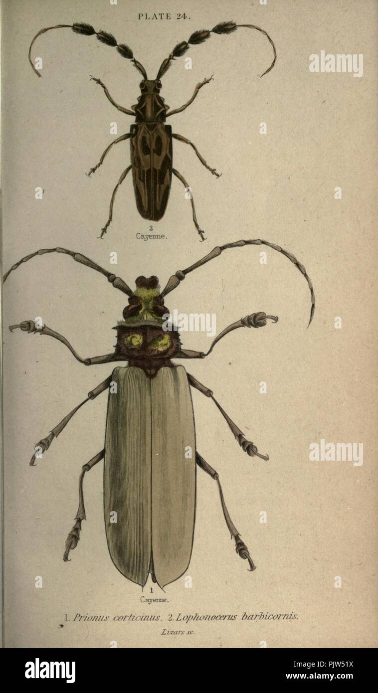 Les coléoptères (plaque 24) Banque D'Images
