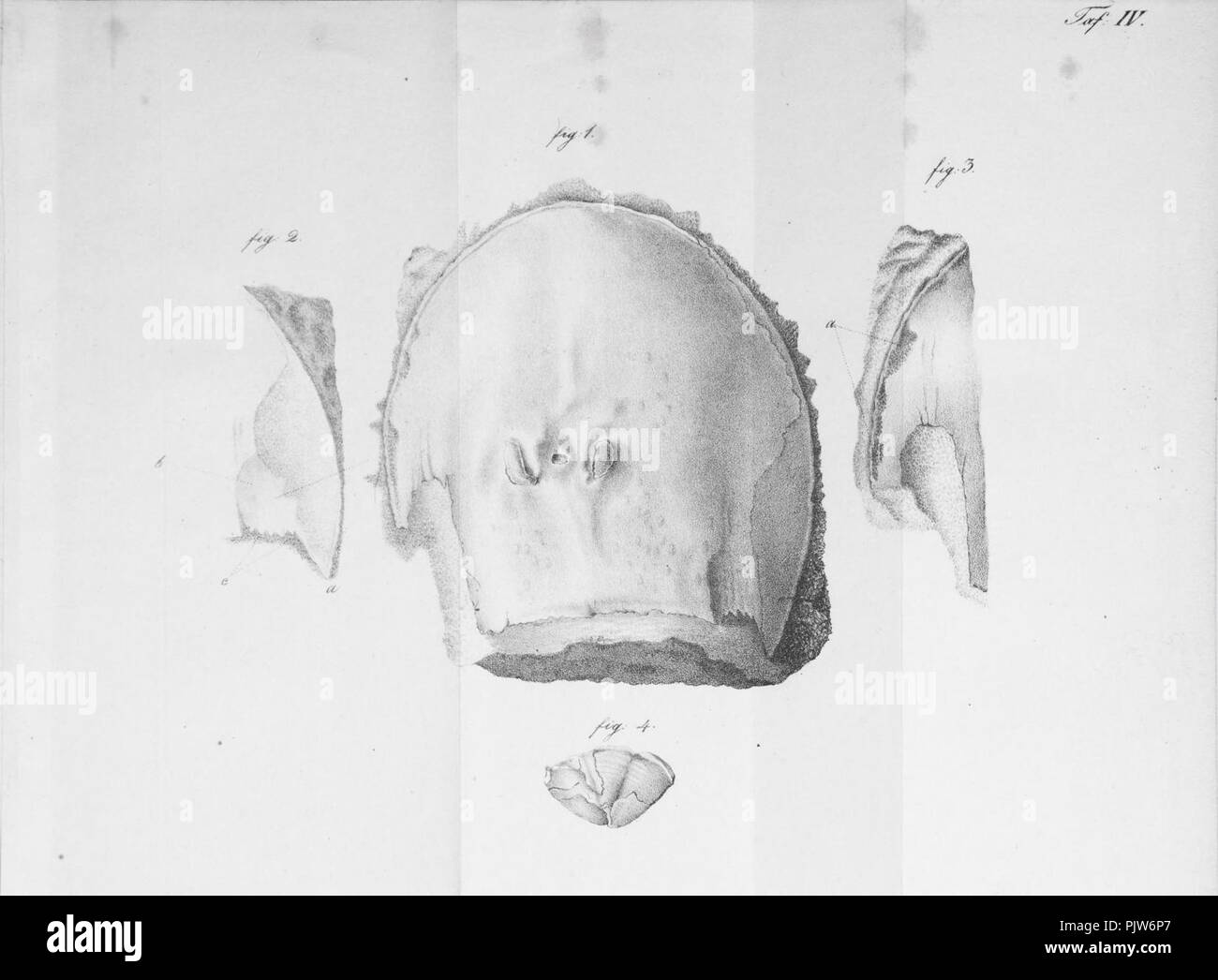 Beitrag zur Kenntniss der Organischen des Ueberreste Kupfersamdsteins Abhange am Westlichen des Oural (Fig. 4) Banque D'Images