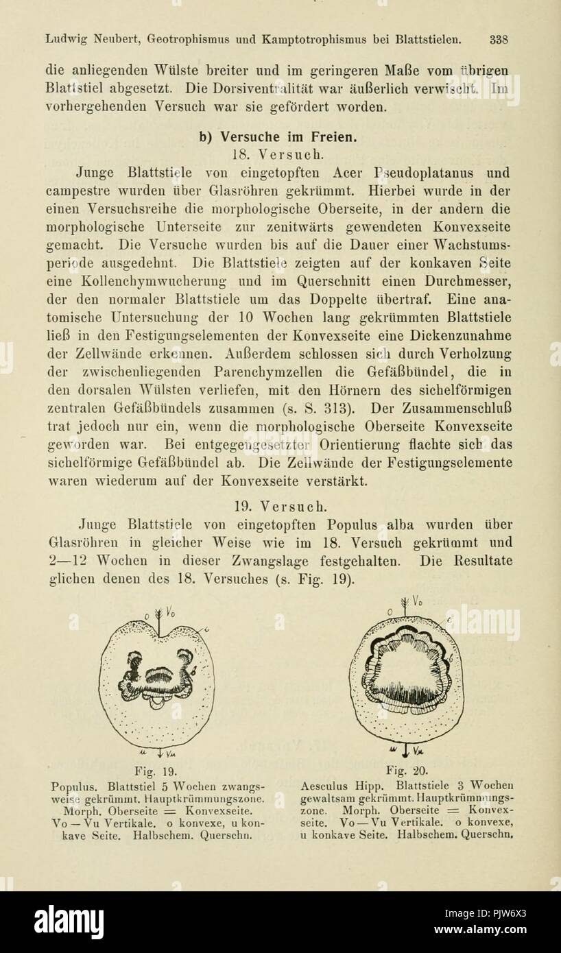 Beiträge zur Biologie der Pflanzen (page 338) Banque D'Images