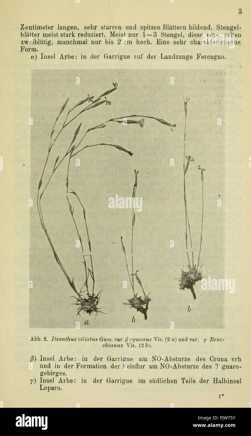 Beiträge zur Kenntnis der Flora von Nord-Dalmatien (page 3) Banque D'Images